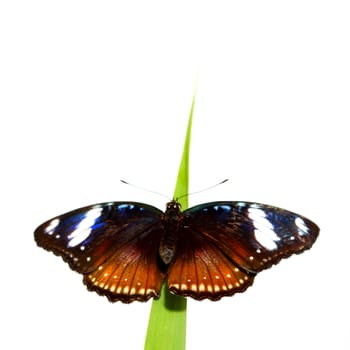 hypolimnas bolina on green grass isolated