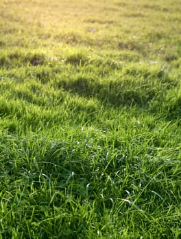 Natural green grass meadow, in morning or evening light ,shallow DOF