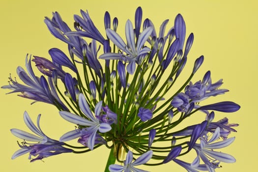 A close up of an African Lily in full bloom