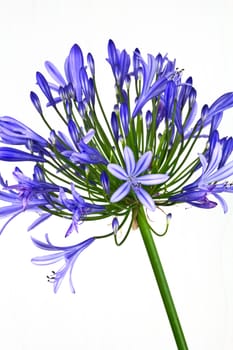 A single African Lily Flower