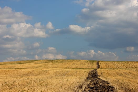 Vibrant rural landscape with golden field in a bright sunny day.