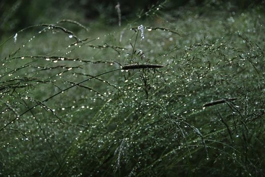 Stalks of grass in the morning are covered by drops of dew 