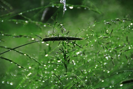 Stalks of grass in the morning are covered by drops of dew 