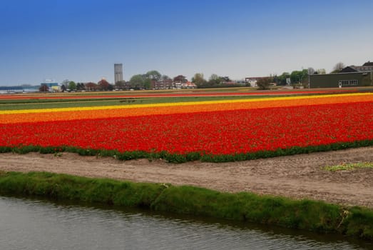 Red and yellow tulip fields in Holland in the spring