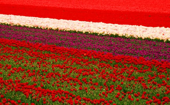 Colorful tulip fields in Holland in the spring