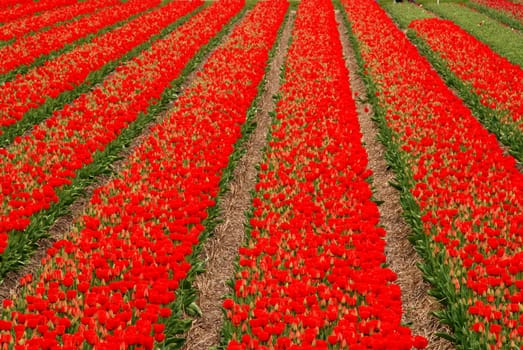 Field full of red blooming tulips in Holland