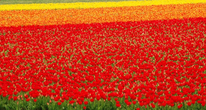 Red and yellow tulip fields in Holland in the spring