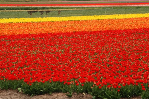 Red and yellow tulip fields in Holland in the spring