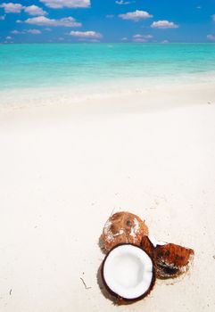 Coconuts laying on a beautiful tropical beach in the Maldives
