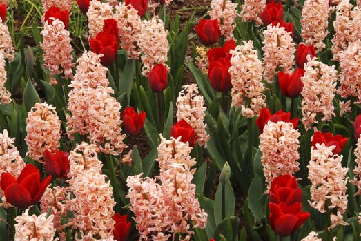 Beautiful red tulips and pink hyacinths blooming