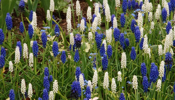 Blooming hyacinths in Holland in the spring