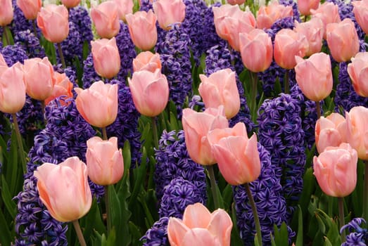 Beautiful pink tulips and purple hyacinths blooming