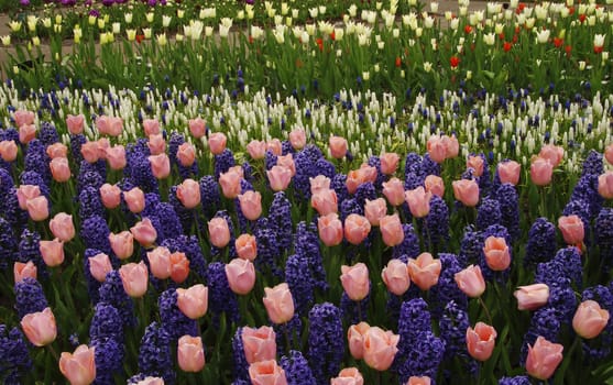 Beautiful pink tulips and purple hyacinths blooming