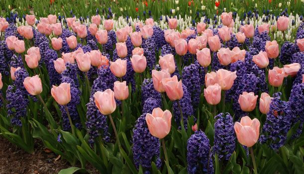 Beautiful pink tulips and purple hyacinths blooming