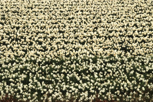 A field of Daffodils intentionally blurred for background 