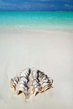 Giant shell is lying on a tropical maldivian beach