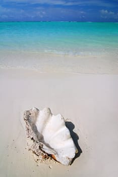 Giant shell is lying on a tropical maldivian beach