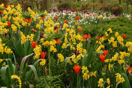 Red and yellow flower fields in Holland in the spring