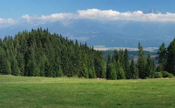 Green meadow between two forest in Tatras, Slovakia