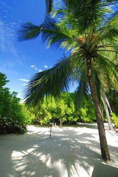 Beautiful tropical Maldivian beach with vegetation and coconut palm