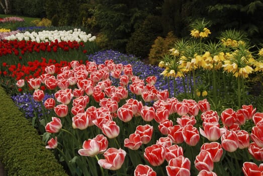 Beautiful pink tulips and purple hyacinths blooming