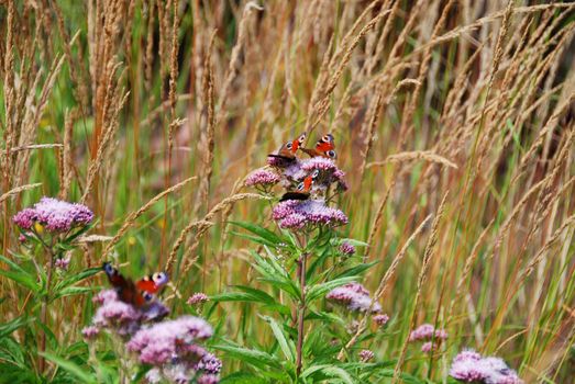 Four peacock butterflies are sitting on a pink flower