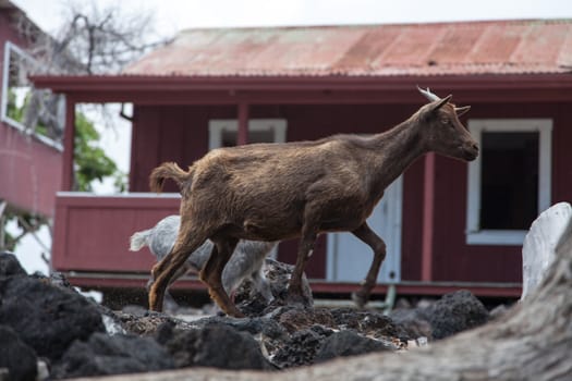 A nanny goat and kid walk by abandoned building