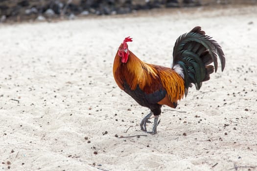 A rooster walks on sandy beach