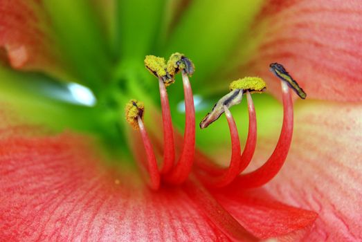 Amaryllis macro - detail of pink flower with green leaves - background