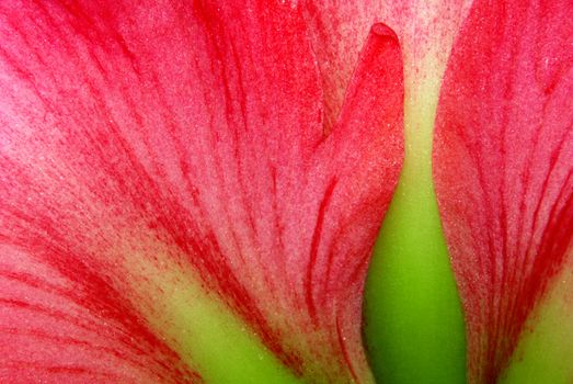 Amaryllis macro - detail of pink flower with green leaves - background