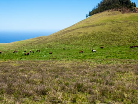 A herd of horses grazes in a mountainous field
