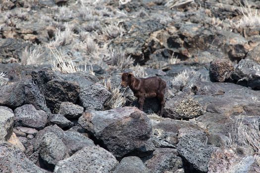 A kid goat stands abandoned in a lave field