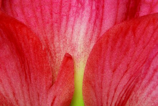 Amaryllis macro - detail of pink flower with green leaves - background