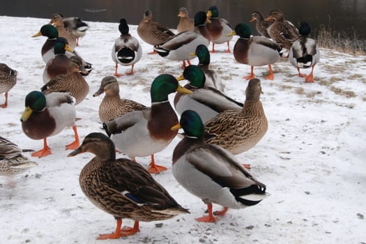 Flock of wild ducks on the river bank