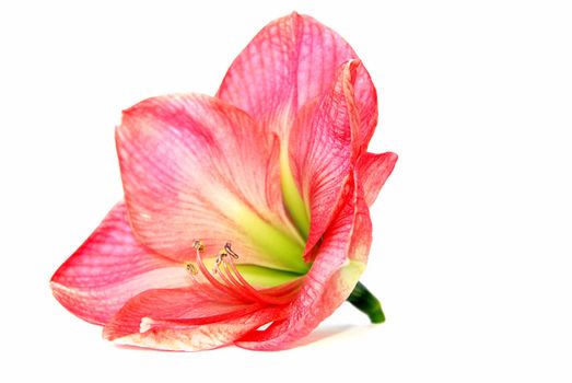 Beautiful bloom of pink amaryllis flower isolated on white