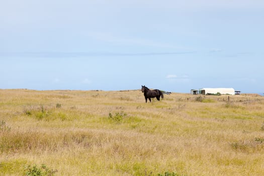 A horese stands alone in a pasture