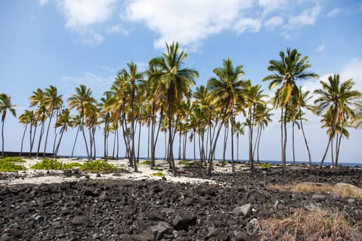 An isolated stand of palm trees stand among lava field