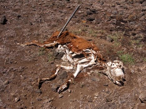 A cow decomposes in a field