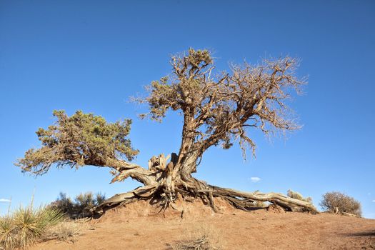 big tree root in blue sky