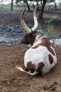 Longhorn bull rests in a field
