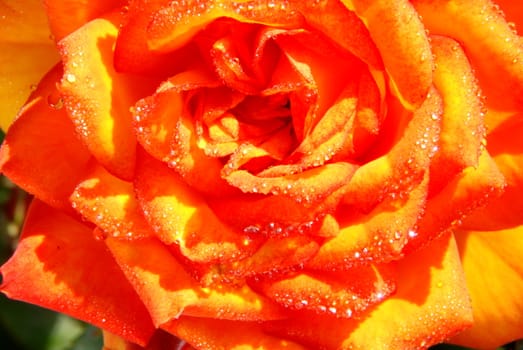 Beautiful ornge rose with drops of dew