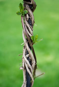 Liana winds around an iron rod and gives the new leaves