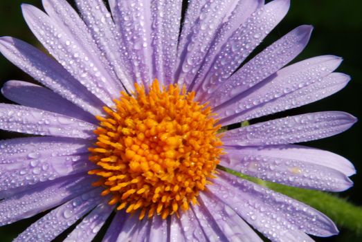 Beautiful violet dasies covered by dew drops with orange centers