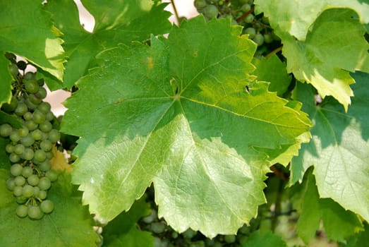 Wine grapes of Chardonnay type in te vineyard