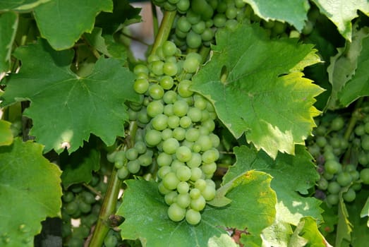 Wine grapes of Chardonnay type in te vineyard