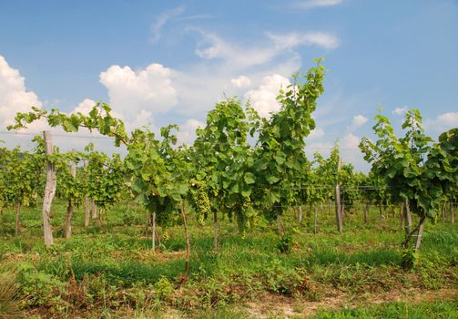 Wine grapes of Chardonnay type in te vineyard