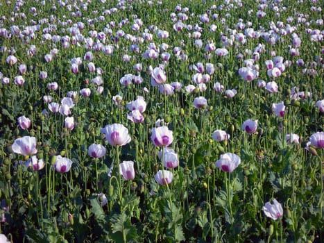           Field full of beautiful white blooming poppy