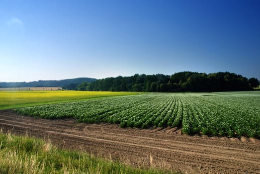 Beautiful spring landscape with rape field and a blue sky