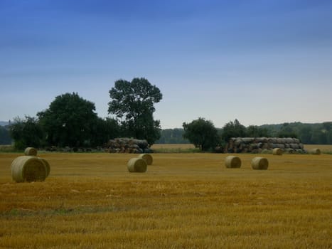 Field with straw rolls after the harvest