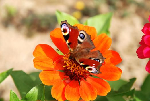 Peacock butterfly on a maringold